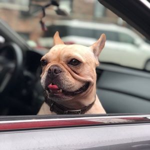 Meet your Posher, Tenzin